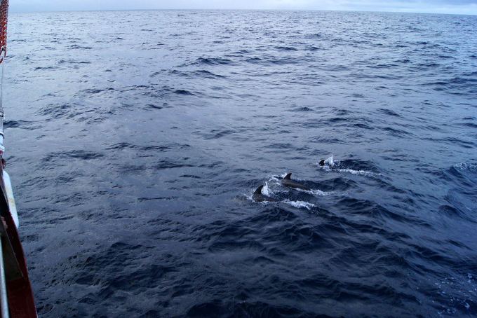 delfiny...