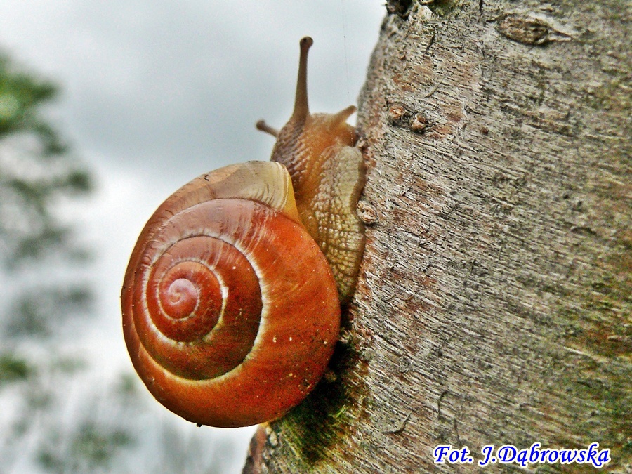 foto Julia Dąbrowska