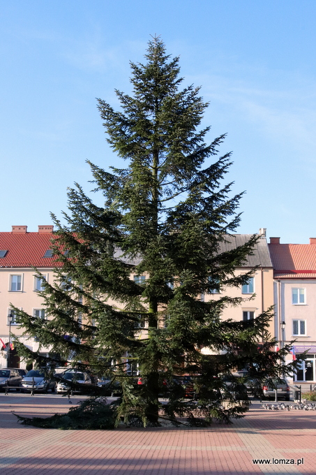 choinka na Starym Rynku