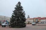 Jodła kalifornijska zdobi Stary Rynek