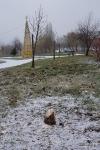 Choinki znikają przed świętami. Zniszczona nowa iluminacja