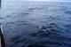 delfiny...