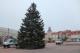 Jodła kalifornijska zdobi Stary Rynek